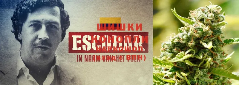 МАРИХУАНА SATIVA & INDICA  купить  цена  МЕГА как войти  Алейск 